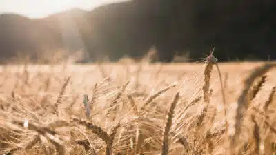 Comment connaître les tendances des cours du marché du blé tendre ?