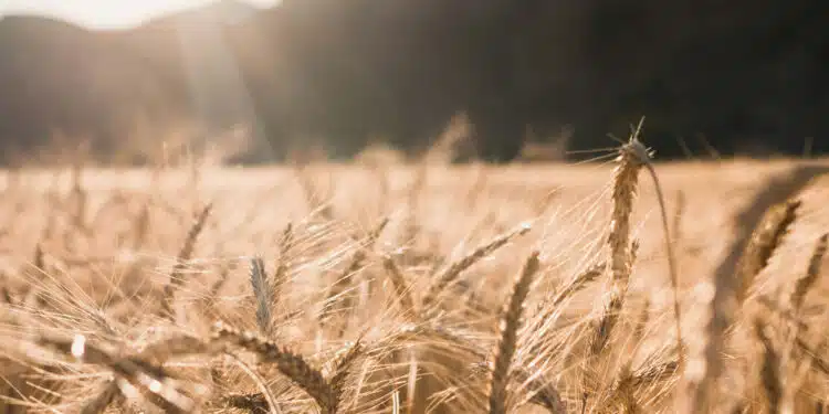 Comment connaître les tendances des cours du marché du blé tendre ?